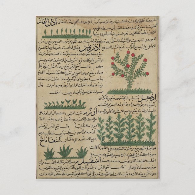 Botanical plants, illustration from 'The Postcard (Front)