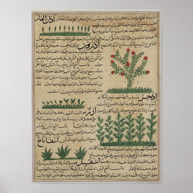 Botanical plants, illustration from 'The Poster (Front)