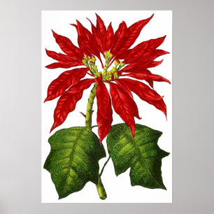 Botanical Poinsettia Print