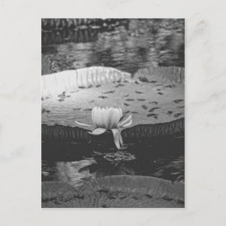 Botanical Postcard