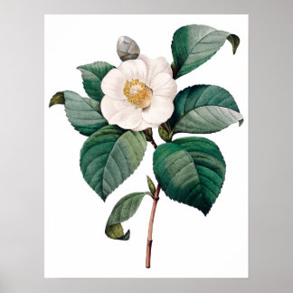 Botanical PREMIUM QUALITY print of camellia