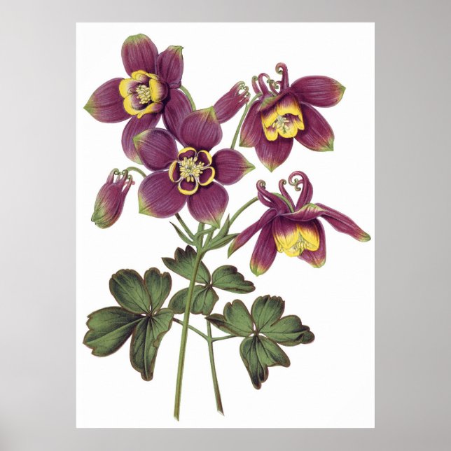 Botanical PREMIUM QUALITY print of columbines (Front)