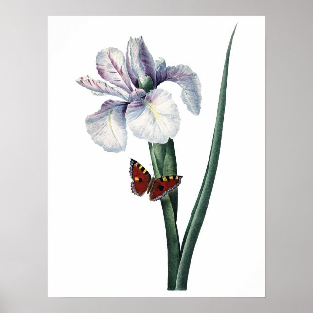 Botanical PREMIUM QUALITY print of iris (Front)