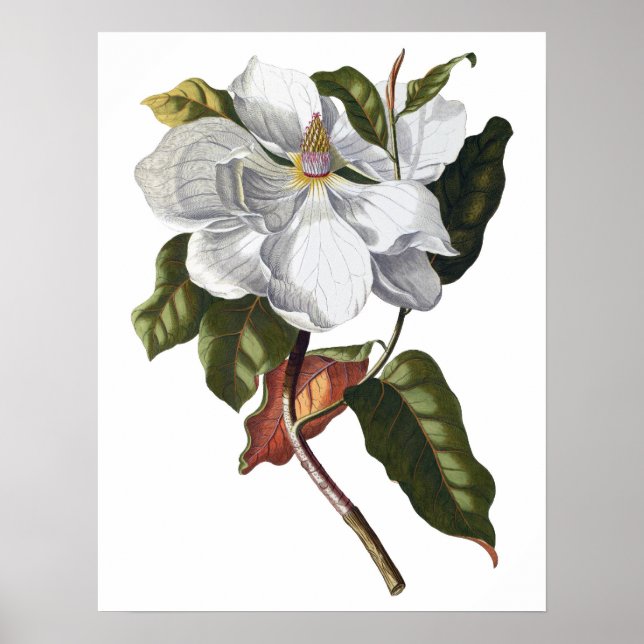 Botanical PREMIUM QUALITY print of magnolia (Front)
