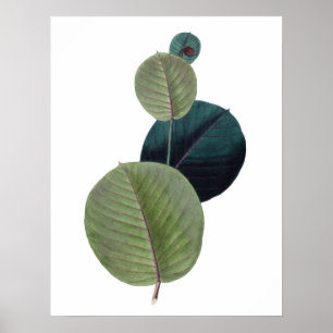 Botanical PREMIUM QUALITY print of manihot leaves
