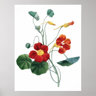 Botanical PREMIUM QUALITY print of nasturtium