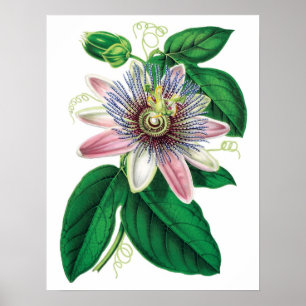 Botanical PREMIUM QUALITY print of passiflora