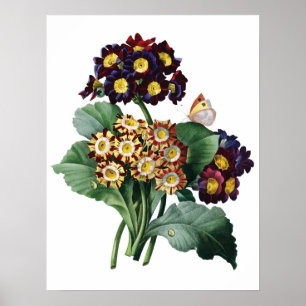 Botanical PREMIUM QUALITY print of primula