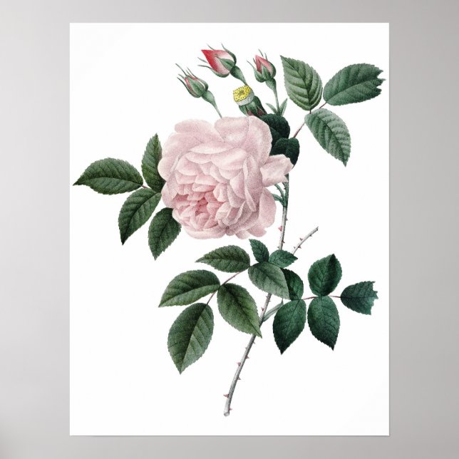 Botanical PREMIUM QUALITY print of rose (Front)