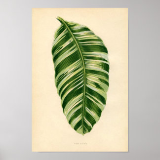 Botanical Print - Banana (musa vittata)