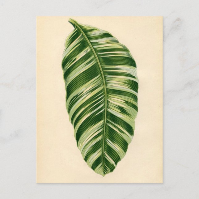 Botanical Print - Banana (musa vittata) Postcard (Front)