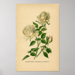 Botanical Print - Bourbon Rose