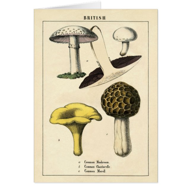 Botanical Print - British Mushrooms & Fungi (Front)