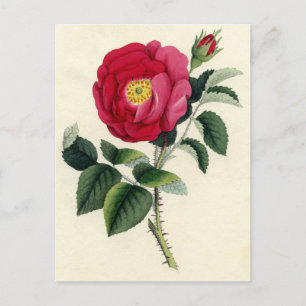 Botanical Print - French Rose (Rosa Gallica) Postcard