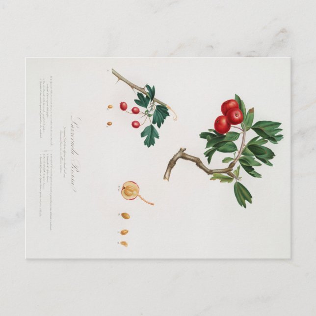 BOTANICAL PRINT OF RED THORN APPLE POSTCARD (Front)