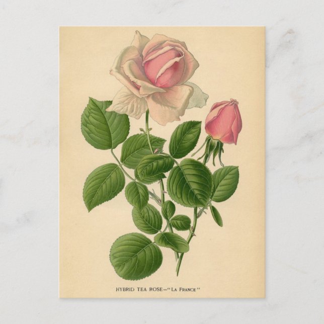 Botanical Print - Tea Rose Postcard (Front)