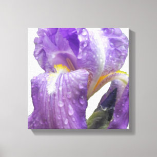 Botanical Purple Iris Photograph Canvas Print