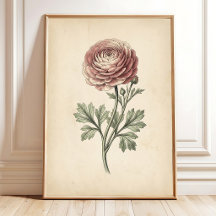 Botanical Ranunculus Canvas Print