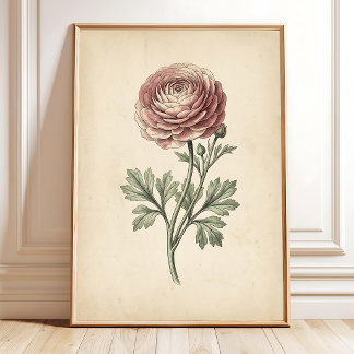Botanical Ranunculus Canvas Print
