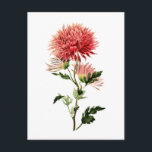 Botanical Red Bachelor Button Postcard<br><div class="desc">Botanical red Bachelor Button flower.</div>