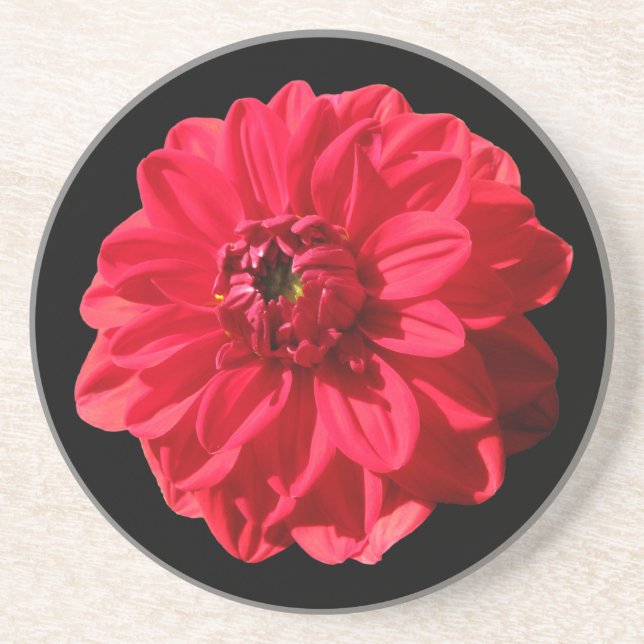 Botanical Red Dahlia Flower on any Colour Coaster (Front)