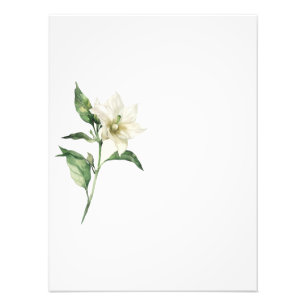 Botanical Red Pepper Watercolor Art Print-Stage1  Photo Print