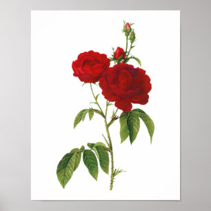 Botanical Rosa Gallica Redoute Poster