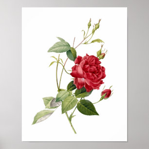 Botanical Rosa indica Cruenta Redoute Poster