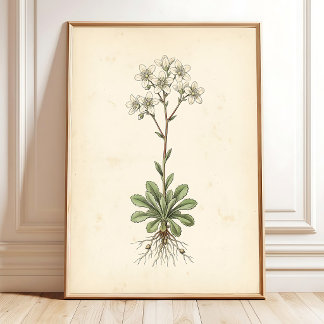 Botanical Saxifrage Art Gallery Wall Print
