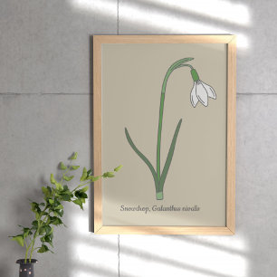 Botanical Snowdrop Pastel Flower  Poster