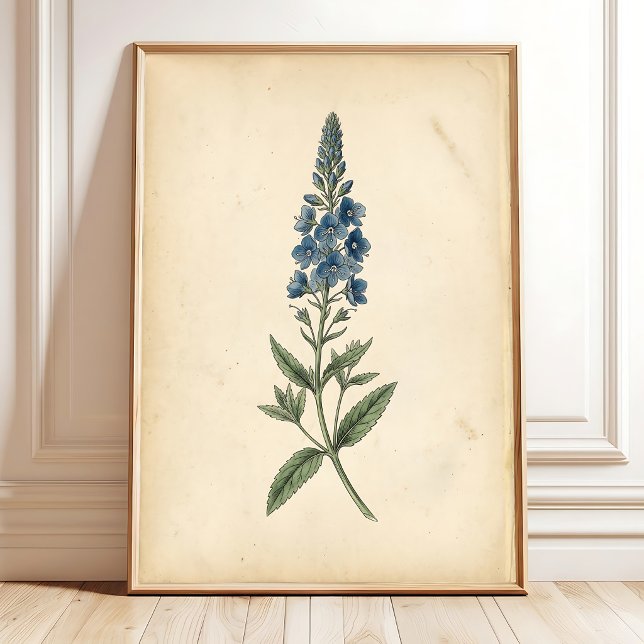 Botanical Speedwell Vintage Wall Art (Creator Uploaded)