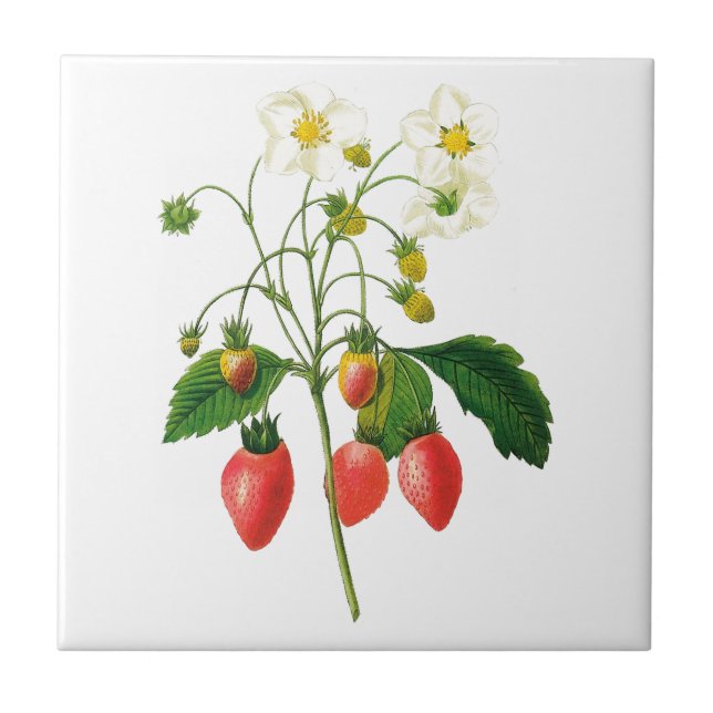 Botanical Strawberries Ceramic Tile (Front)