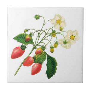 Botanical Strawberries Ceramic Tile