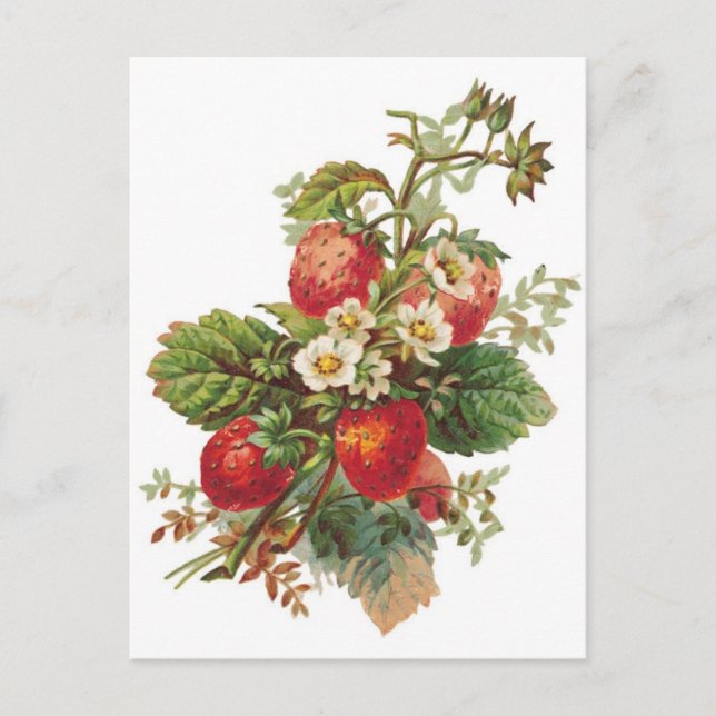 botanical strawberries postcard (Front)