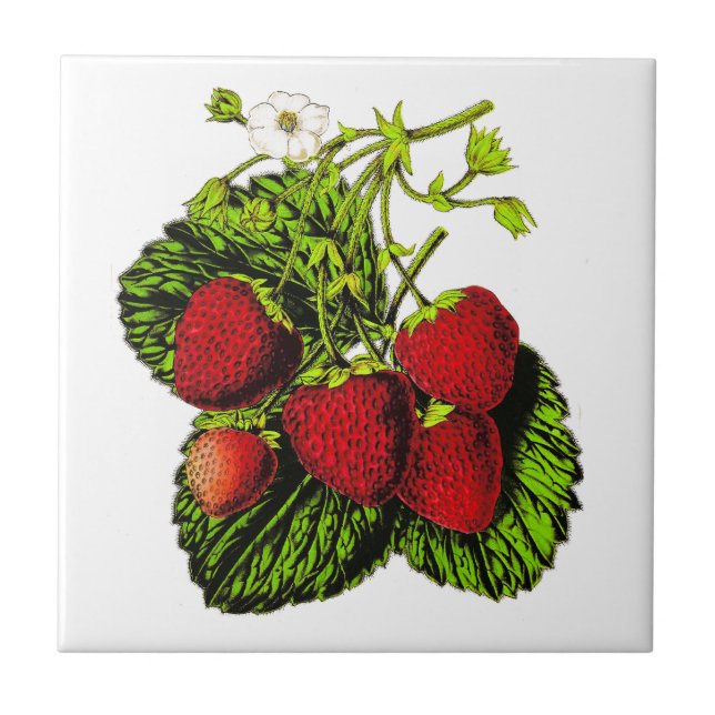 Botanical Strawberry Illustration on White Tile (Front)