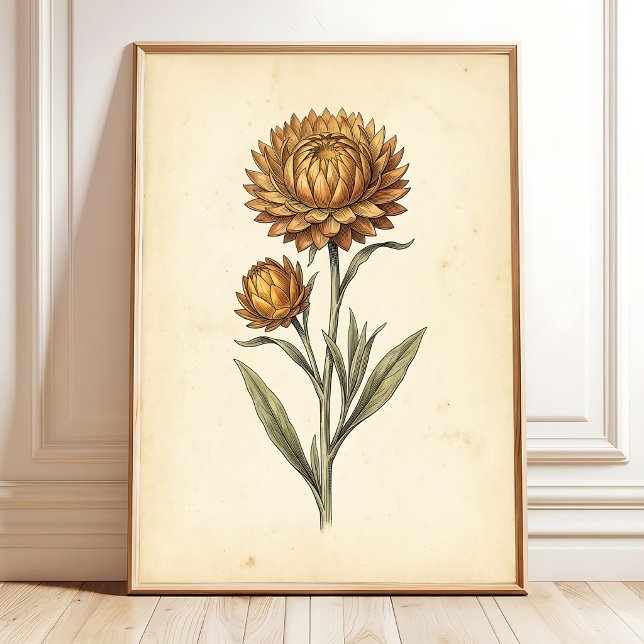 Botanical Strawflower Floral Wall Art (Creator Uploaded)