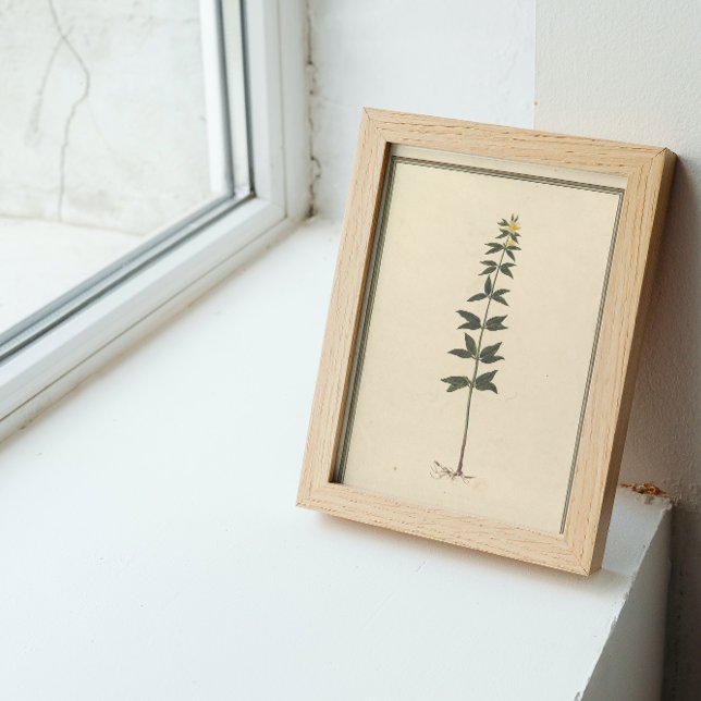 Botanical Study Poster (Creator Uploaded)
