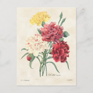 Botanical Vintage Carnations Postcard