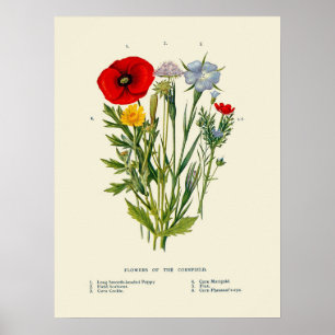 Botanical Vintage Cornfield Wildflowers Poster