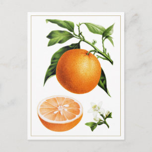 Botanical Vintage Illustration of Orange Fruit Postcard
