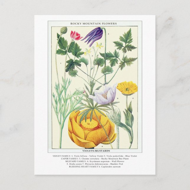 Botanical Vintage Rocky Mountain Wildflowers Postcard (Front)
