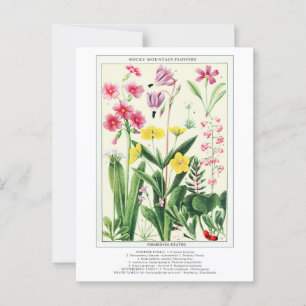 Botanical Vintage Rocky Mountain Wildflowers Postcard