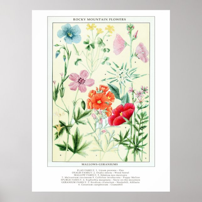 Botanical Vintage Rocky Mountain Wildflowers Poster (Front)