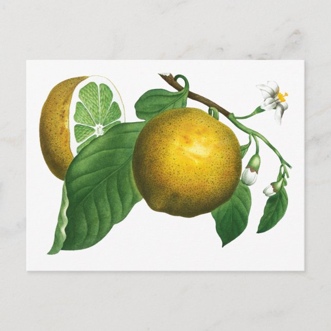 BOTANICAL VINTAGE STYLE LEMON BRANCH POSTCARD (Front)