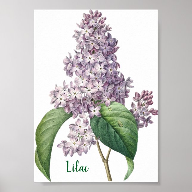 Botanical Watercolor Lilac Illustration Poster (Front)