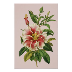 Botaniques Fleur d'époque Art Moderne II Affiche