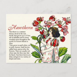 Botany Collector Vintage Hawthorn Girl Plant Info Postcard
