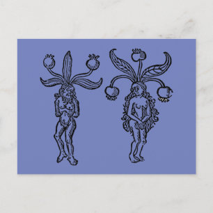 Botany: Mandrake, 1476 Postcard