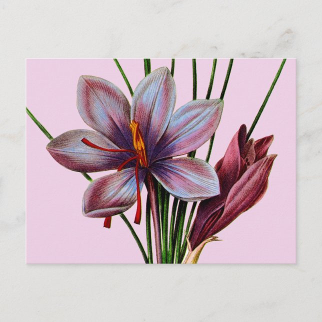 Botany: Saffron Postcard (Front)