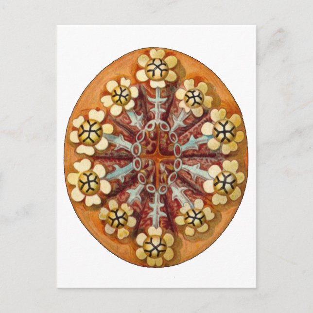 Botrylloides purpureus, Ernst Haeckel Fine Art Postcard (Front)